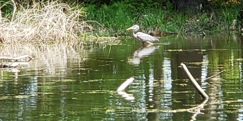 Camper submitted image from Barron County Veterans Memorial Park