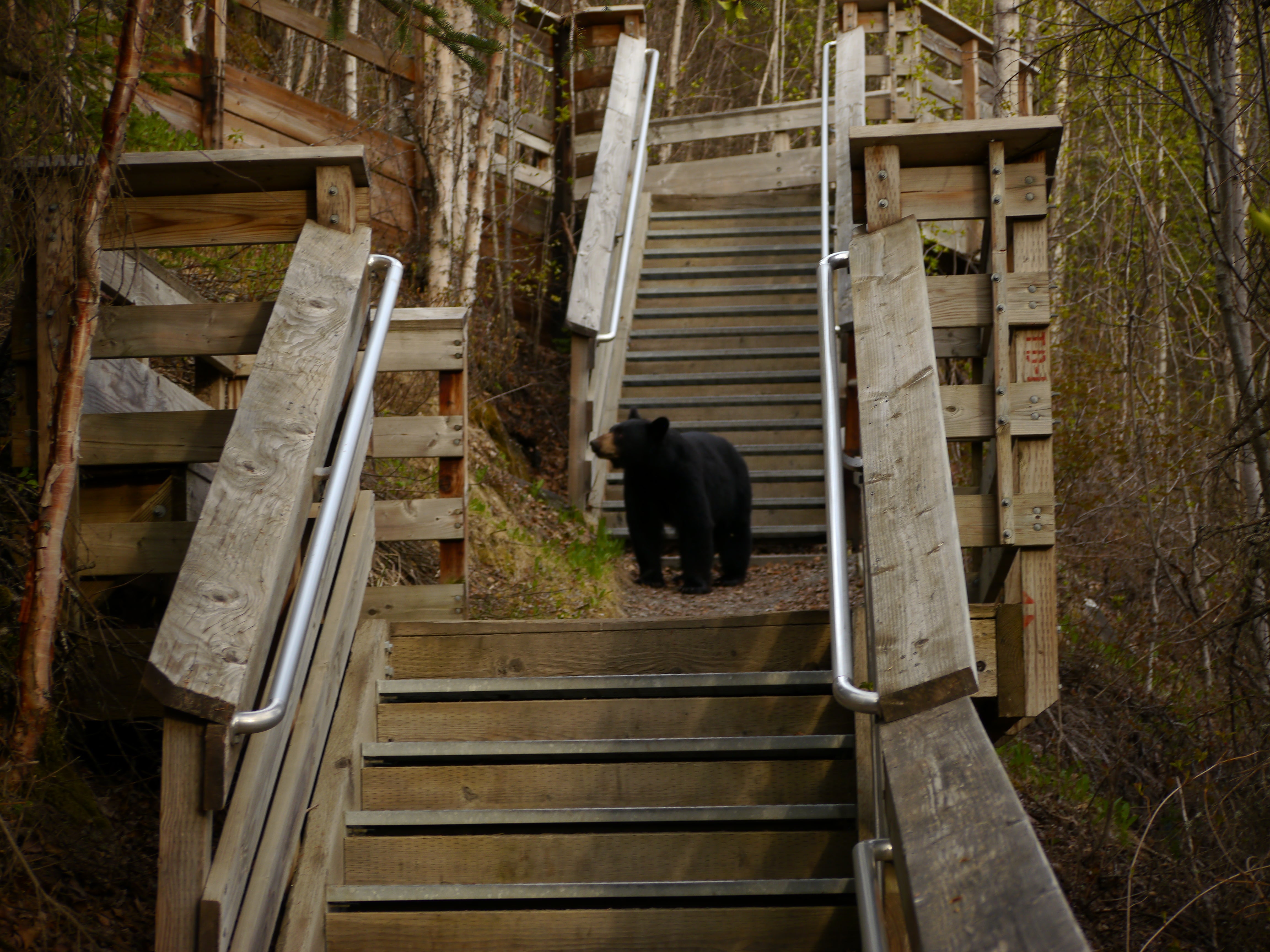 A local using the convenient stairs down to the Russian River board walk. Do the board walk and the RR Falls trail! The Gwins Lodge store (check-in point) can give hiking and fishing advice.