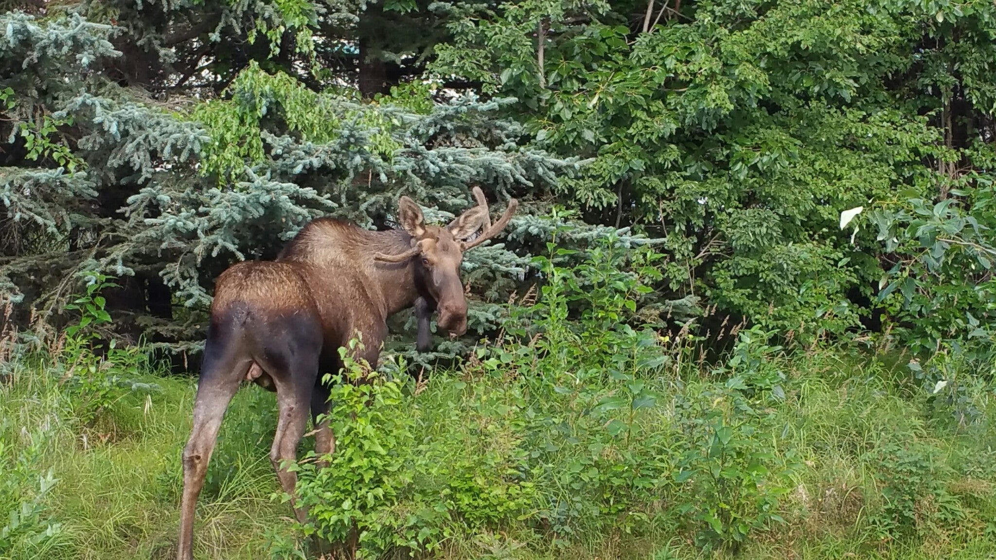 Hello! Moose are more dangerous than the bears so don't be riding or getting too close!