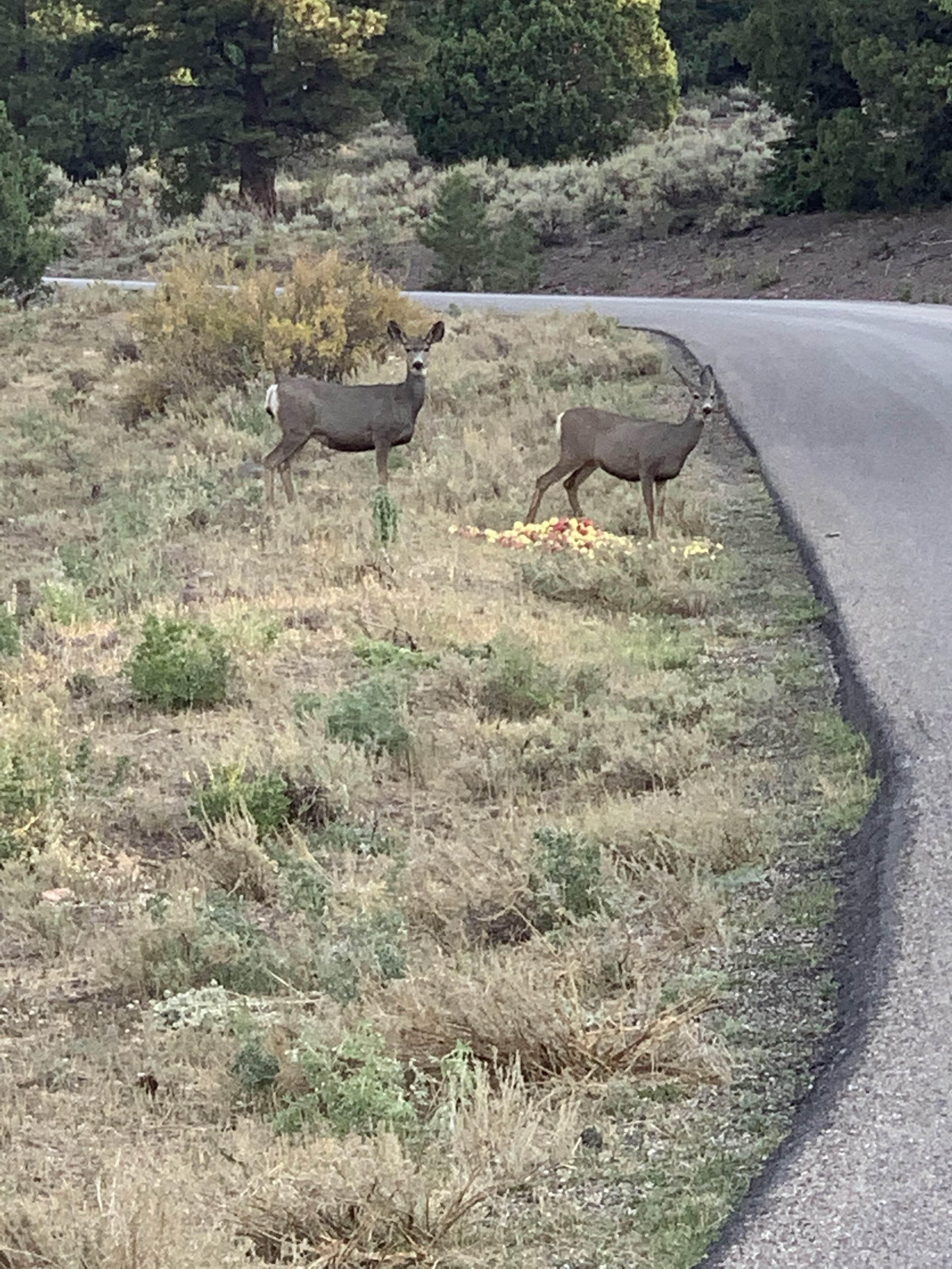 Camper-submitted photo at Yankee Designated Dispersed Camping Area near Parowan, UT