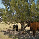 Review photo of Bryce View Campground — Kodachrome Basin State Park by Denise G., September 18, 2020