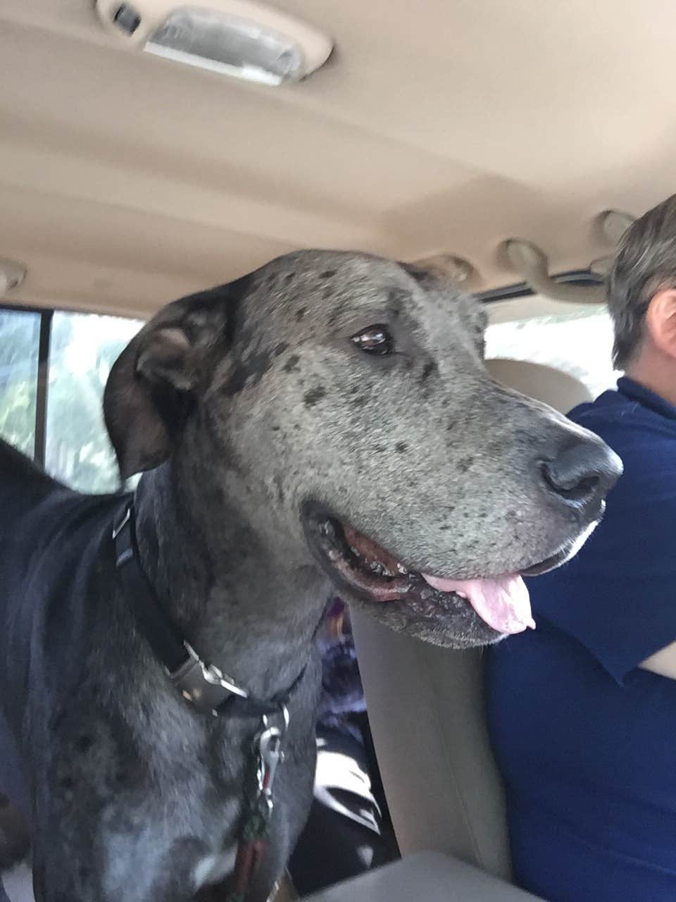 Arkansas F.'s photo of camping with pets at Jacksonport State Park Campground near Batesville, AR