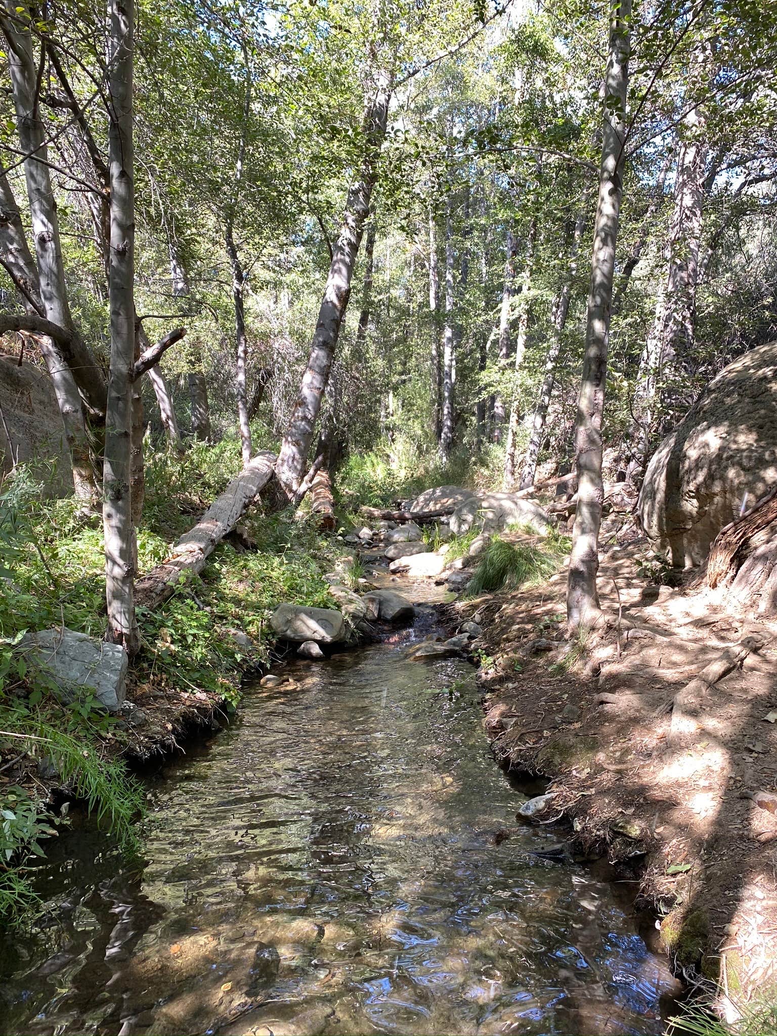 Reyes Creek Campground The Dyrt