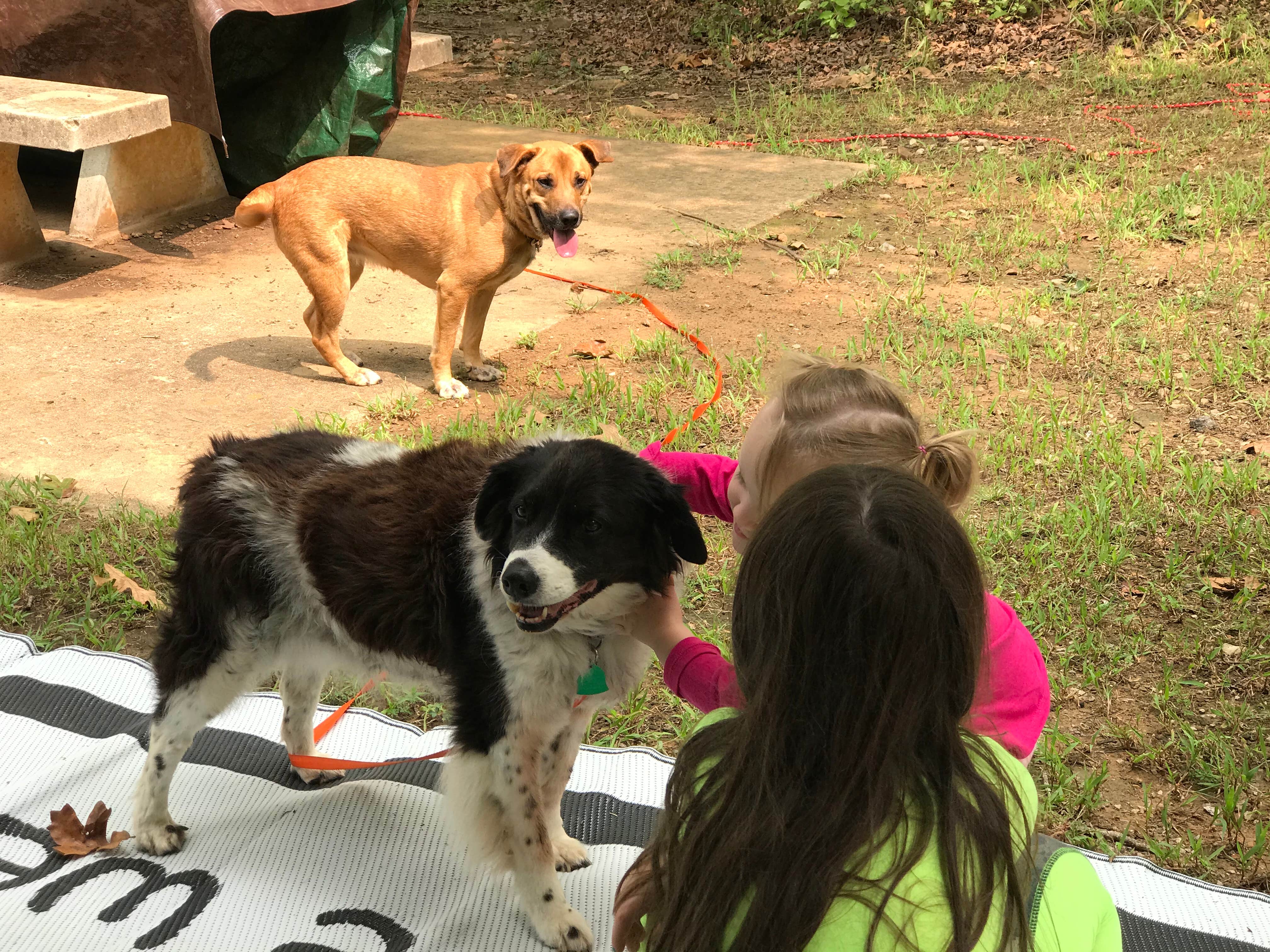 Ron K.'s photo of camping with pets at Birch Cove near Tulsa, OK