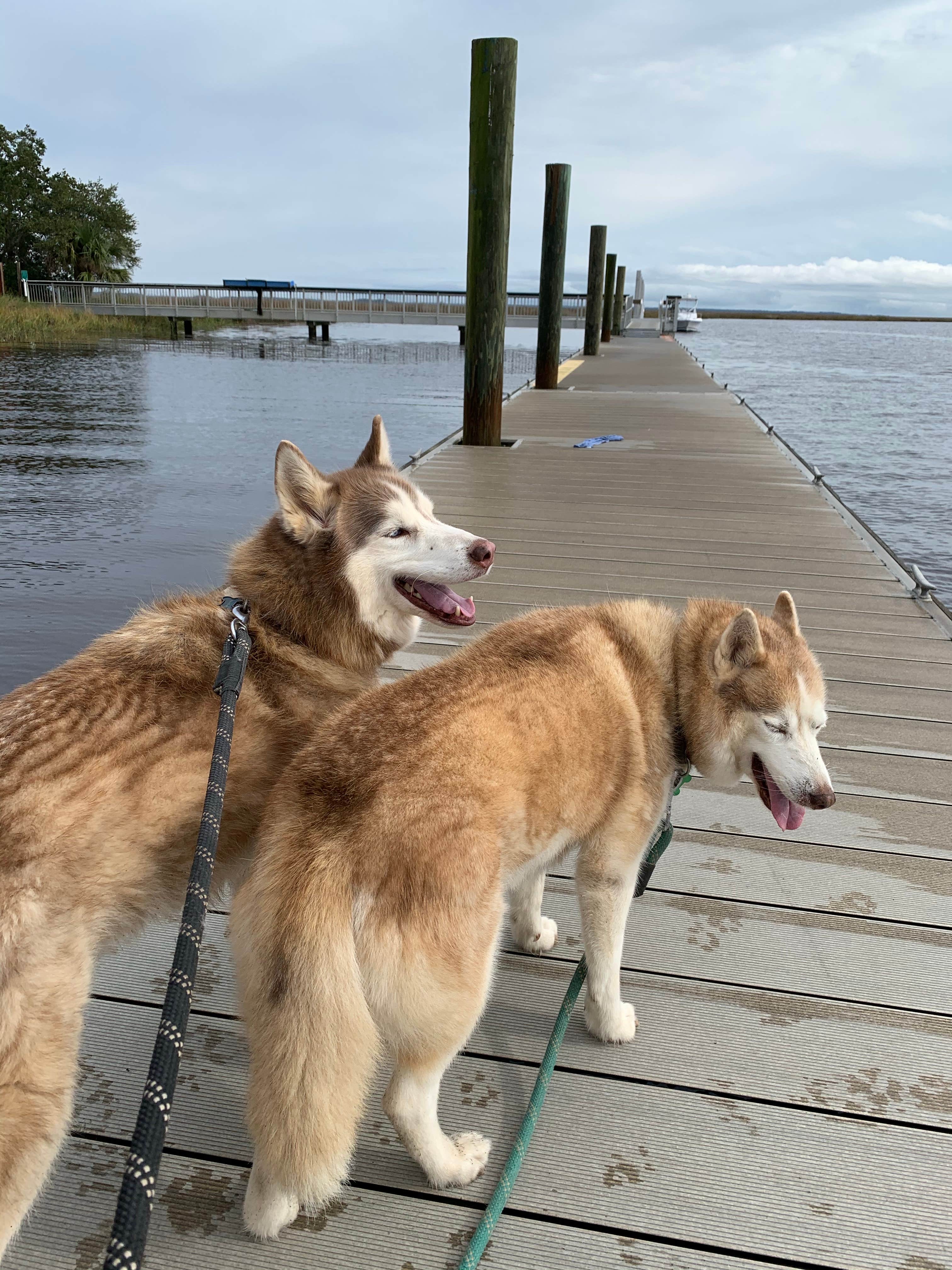 Katie B.'s photo of camping with pets at Fort McAllister State Park Campground near Hardeeville, SC