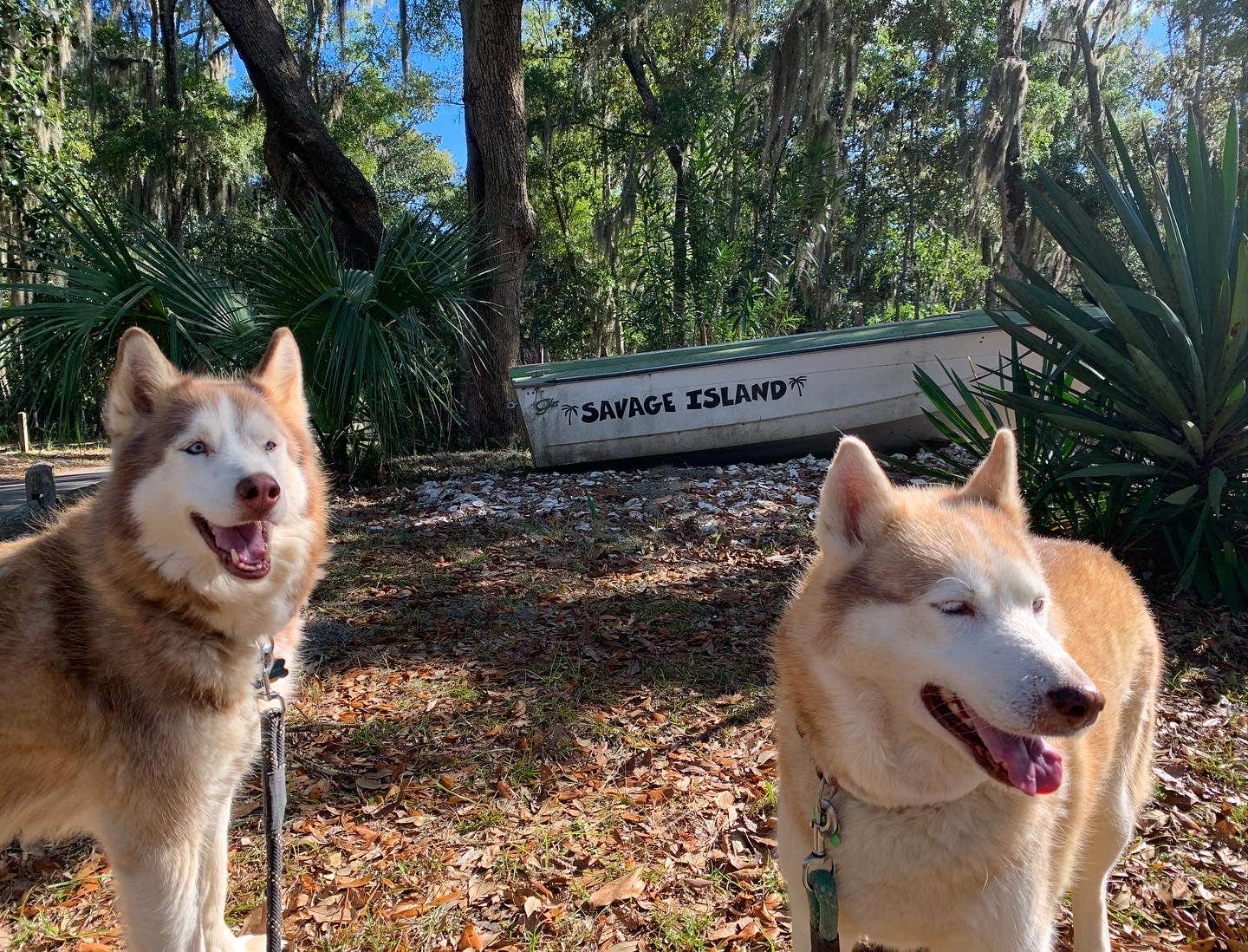 Katie B.'s photo of camping with pets at Fort McAllister State Park Campground in Georgia