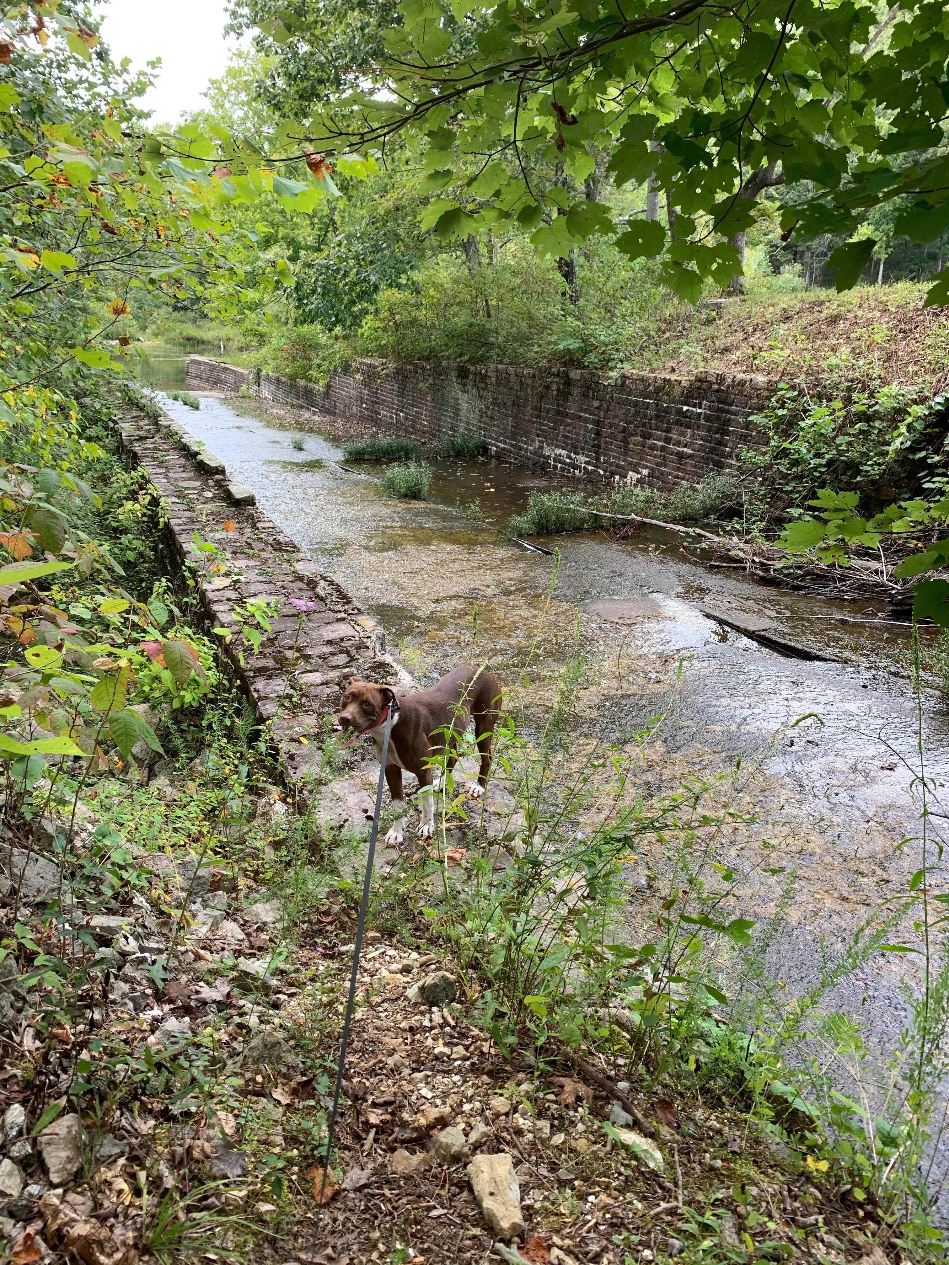 Kelsie L.'s photo of camping with pets at Loggers Lake Campground near Mountain View, MO