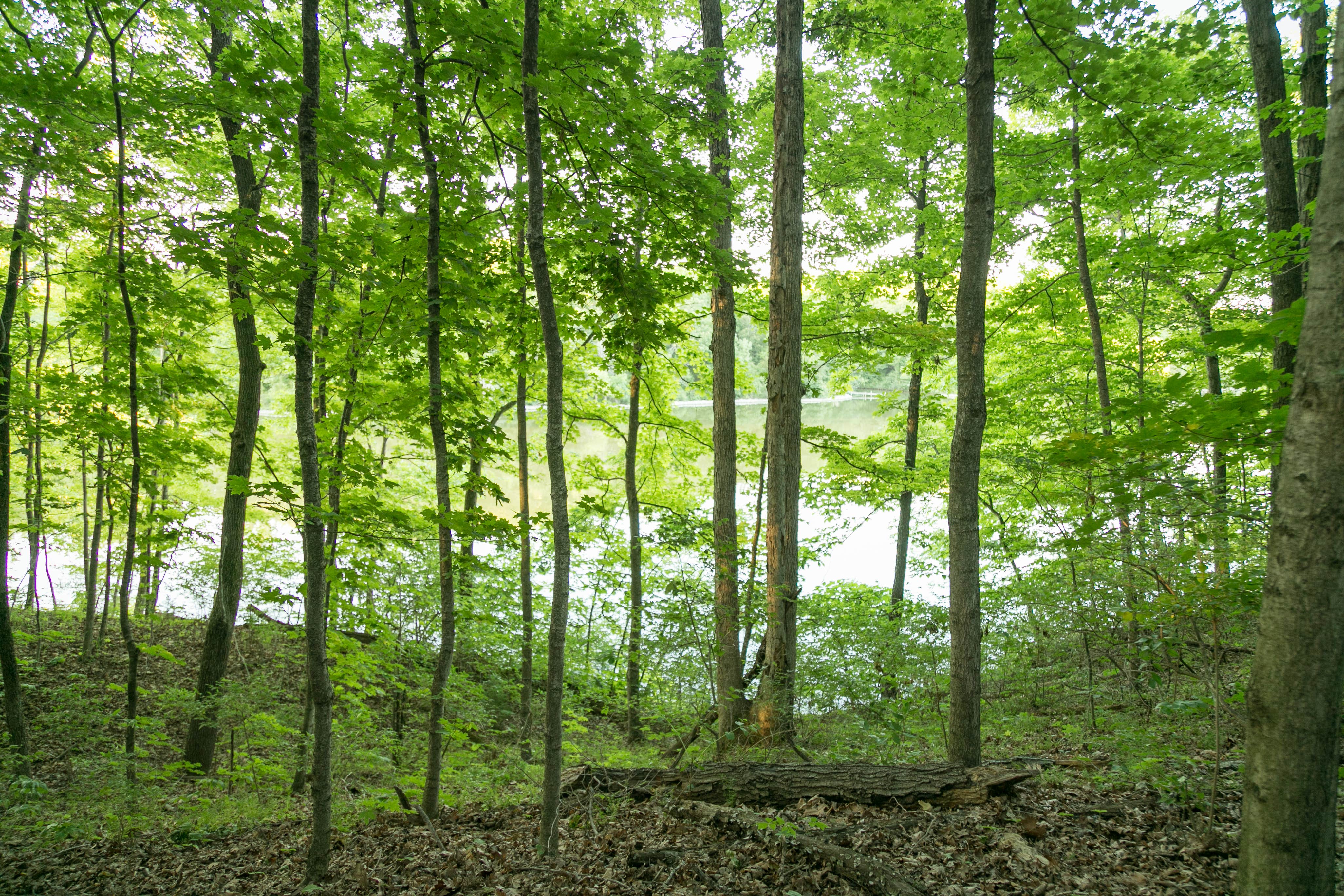 Camping near Kamper Kompanion RV Park: Hidden Ridge, Carlinville, Illinois