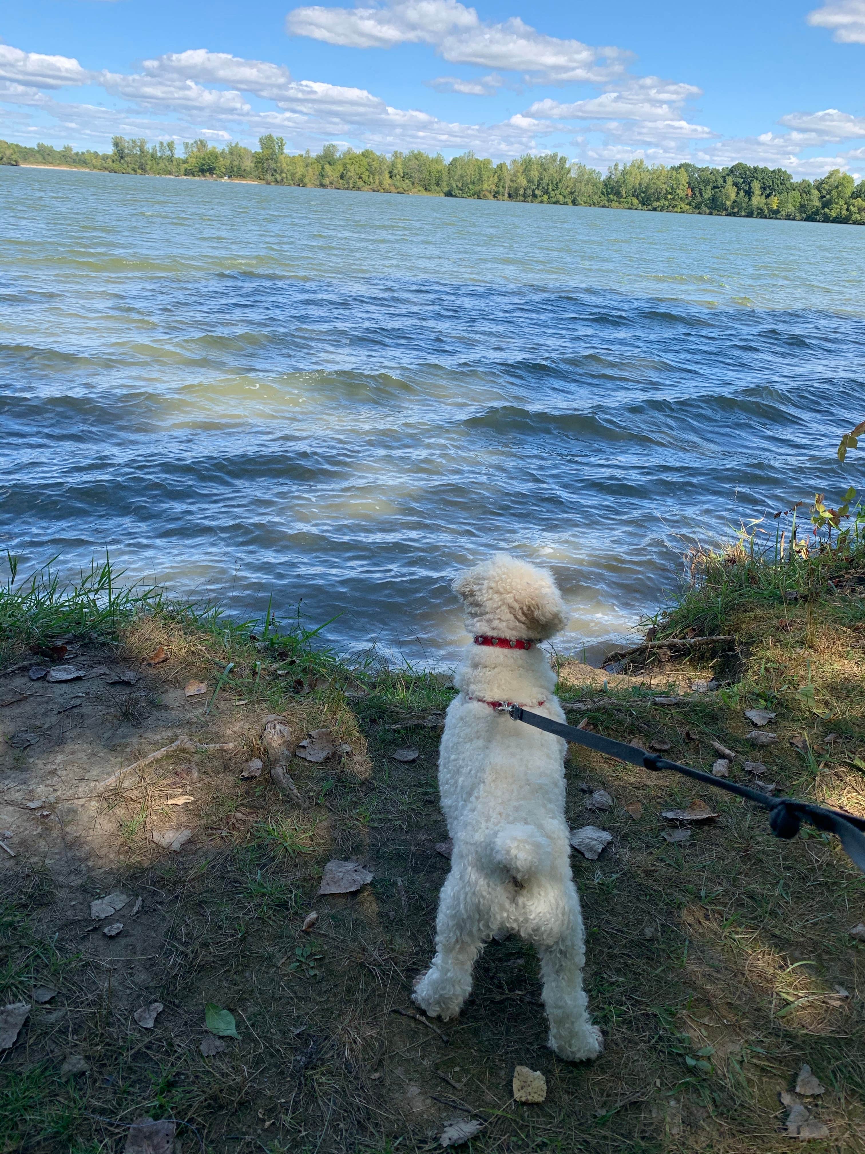 Jennie S.'s photo of camping with pets at Lake Hudson Recreation Area near Swanton, OH