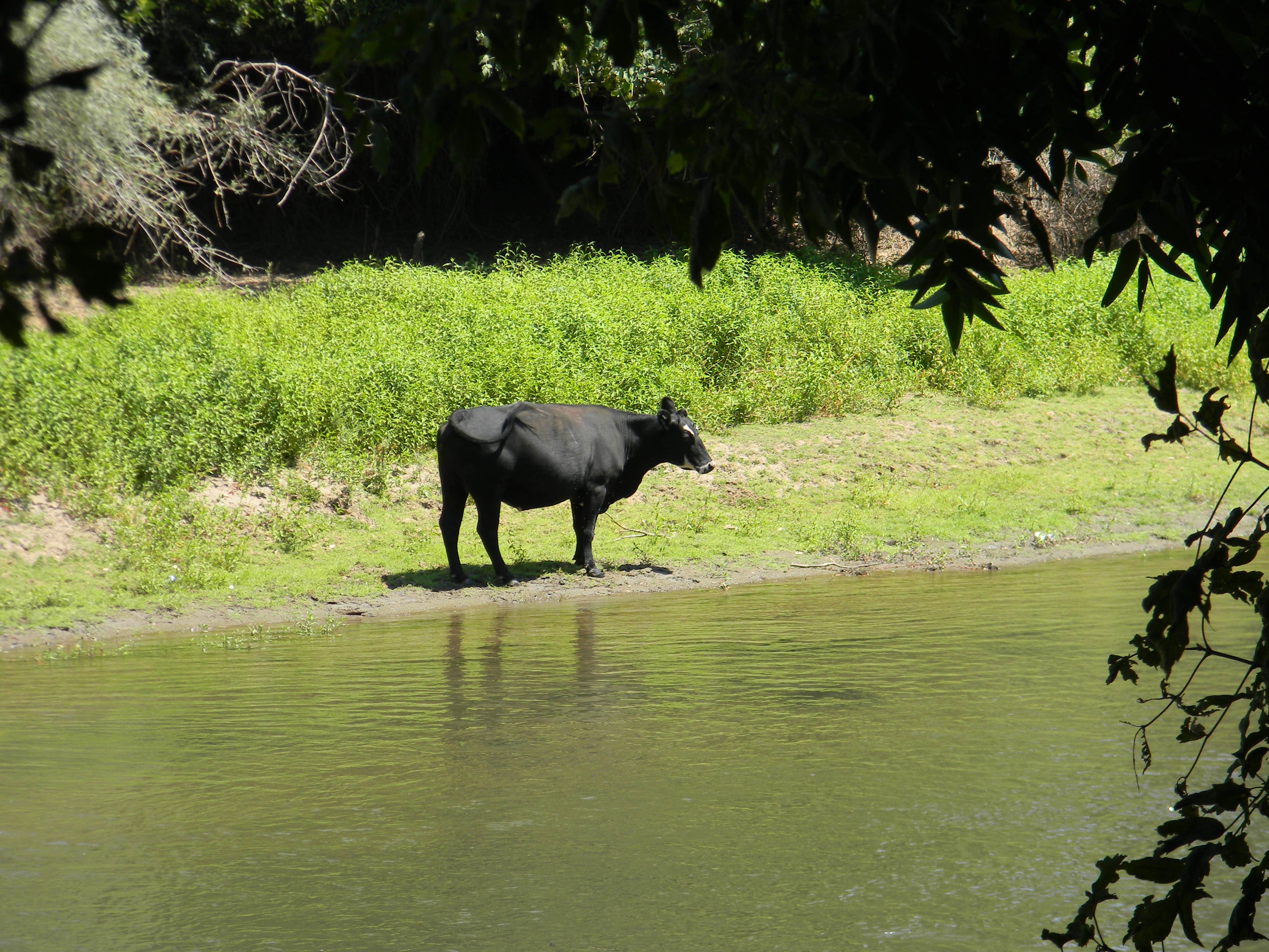 Camper submitted image from Caswell Memorial State Park Campground - 5
