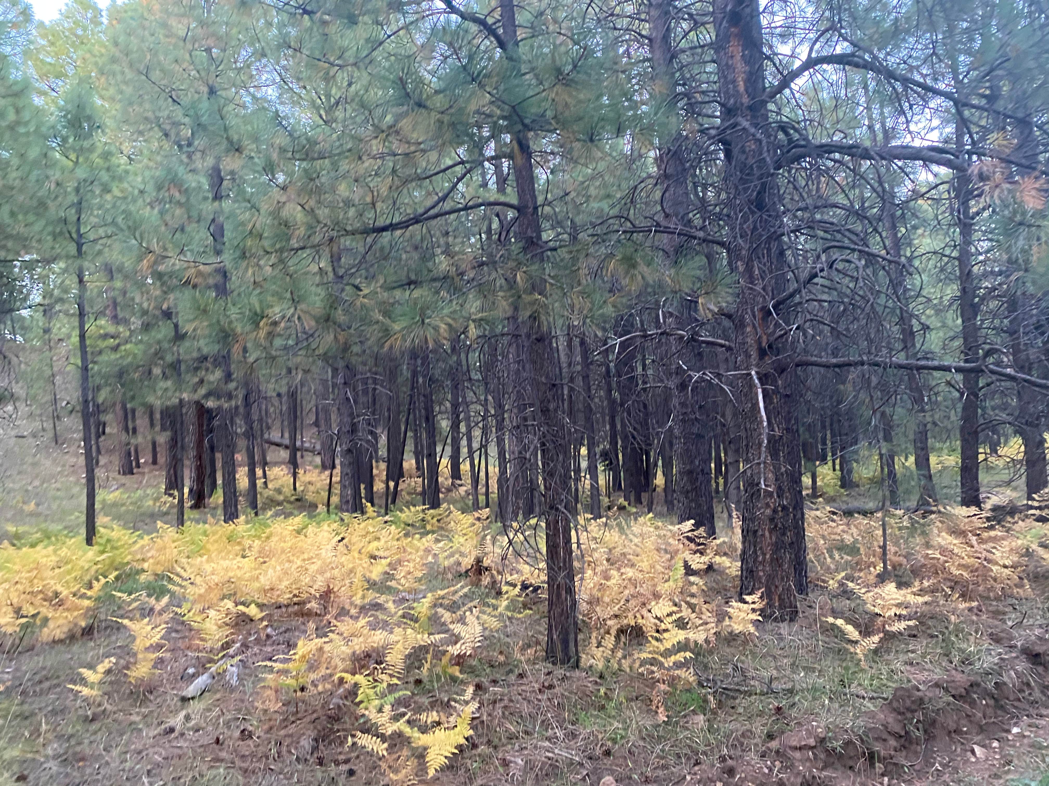 Camper-submitted photo at Mogollon RV Park near Clay Springs, AZ