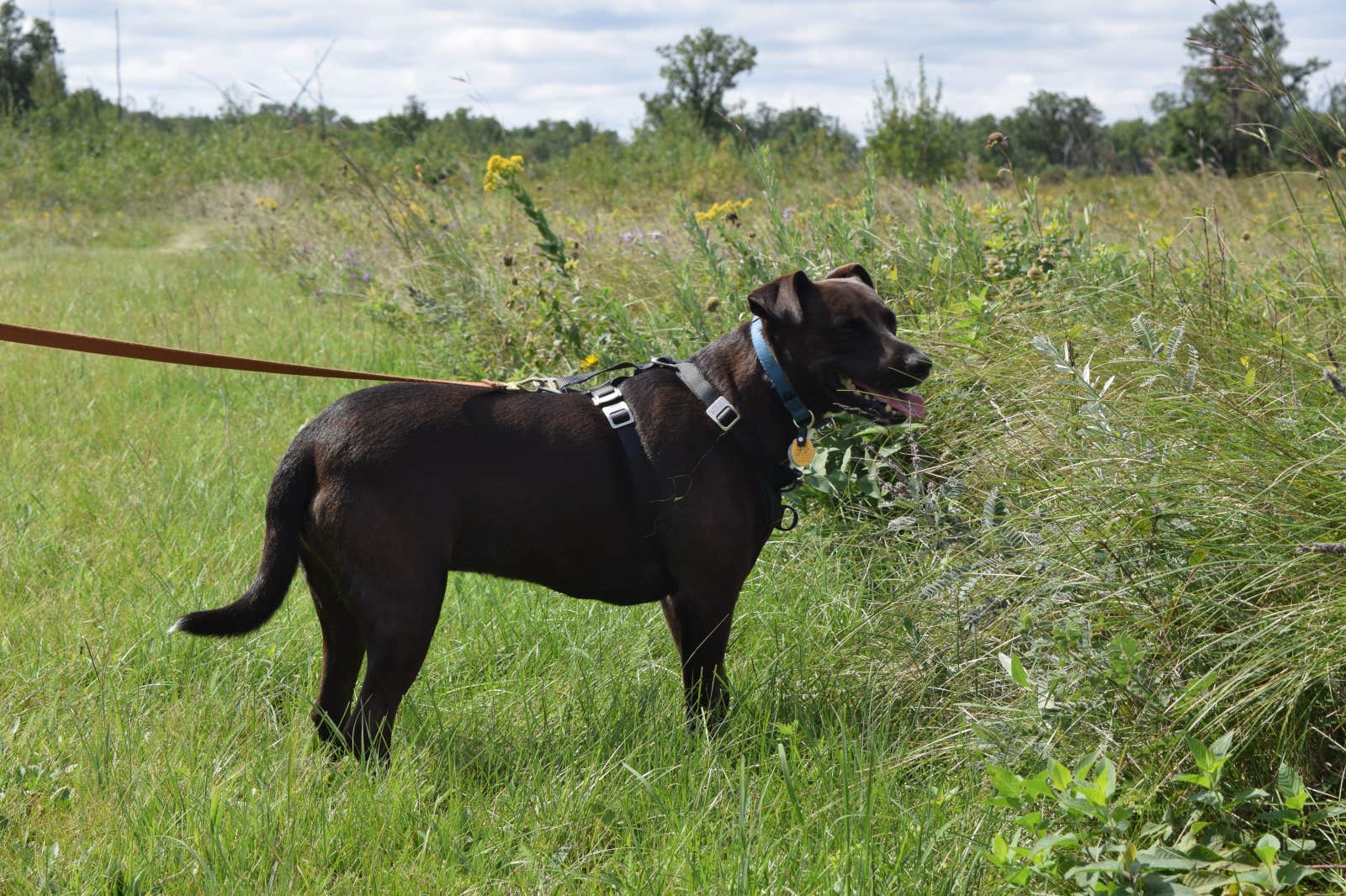Ian Y.'s photo of camping with pets at Lake Bronson State Park Campground near Foldahl, MN