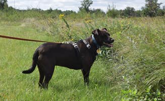 Ian Y.'s photo of camping with pets at Lake Bronson State Park Campground near Roseau, MN