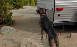Shelby S.'s photo of camping with pets at Prospector Campground near Blue River, CO