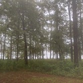 Review photo of Turkey Fork Rec Area by Alicia L., September 9, 2020