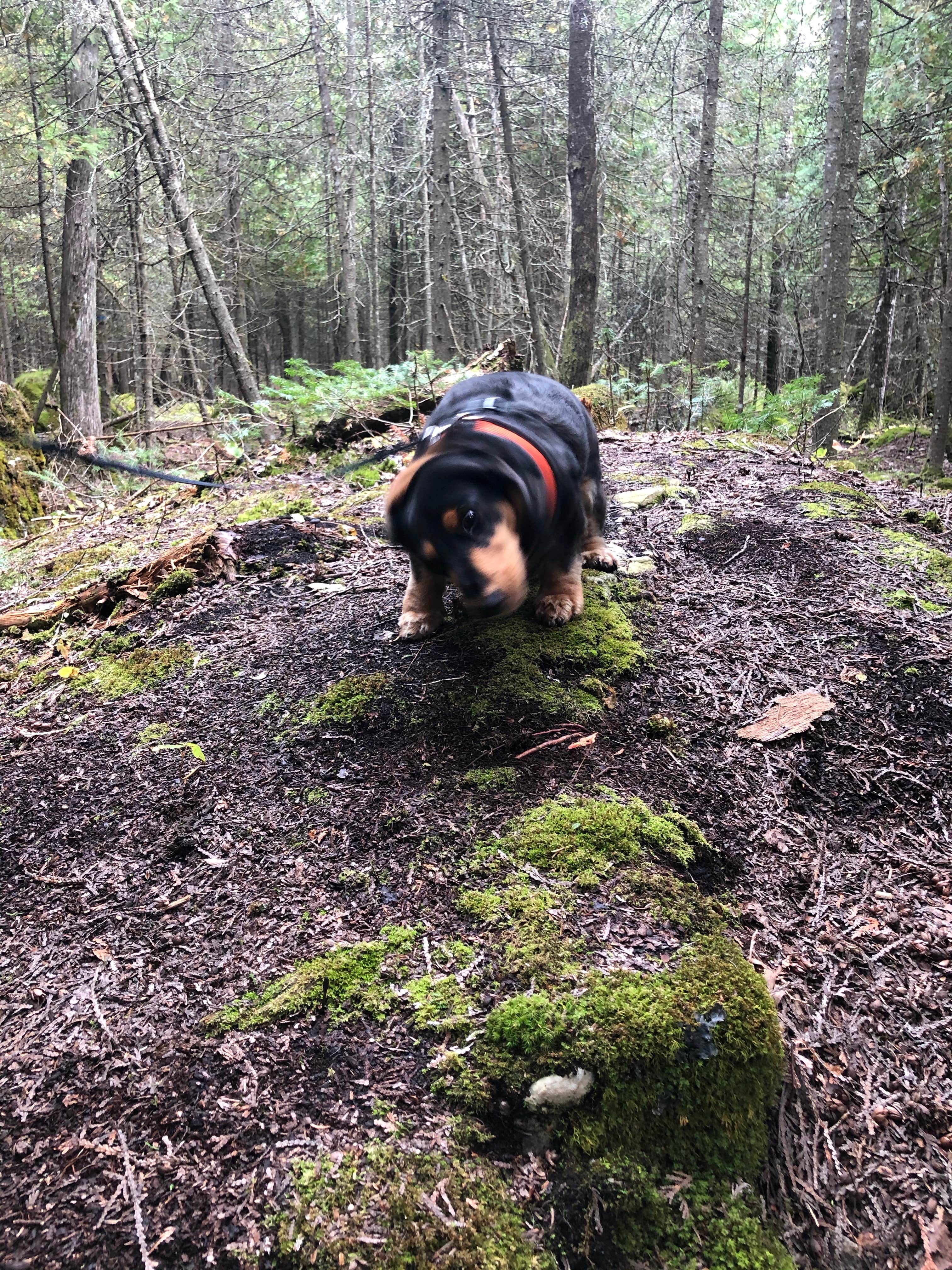 Kathy M.'s photo of camping with pets at Loons Point RV Park & Campground near Sault Ste. Marie, MI