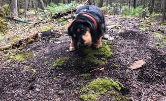 Kathy M.'s photo of camping with pets at Loons Point RV Park & Campground near Rudyard, MI