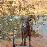 Review photo of Atlatl Rock Campground — Valley of Fire State Park by Christine J., September 19, 2020