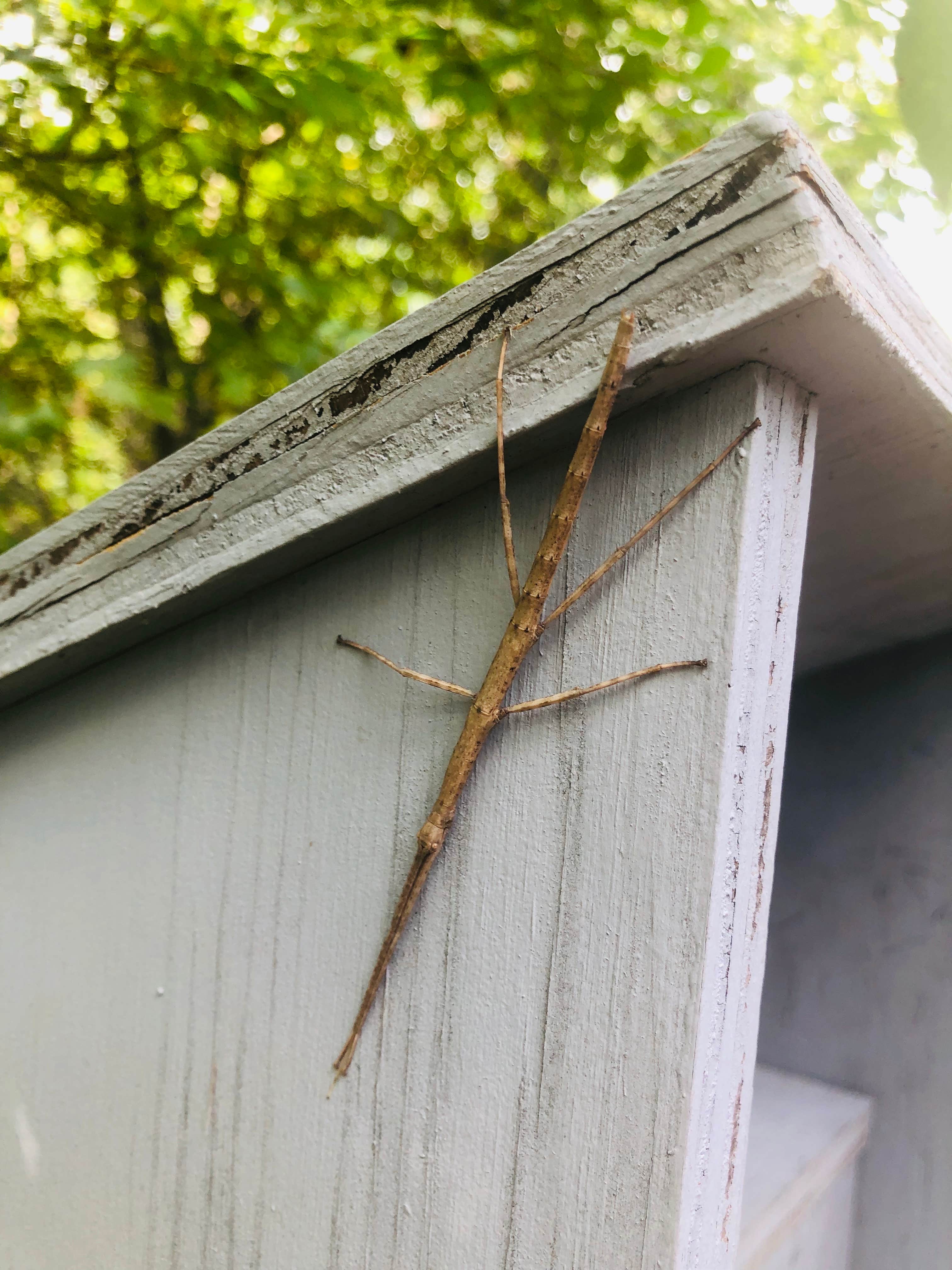 Camping near Taum Sauk Mountain State Park Campground: Bell Mountain Wilderness Area, Black, Missouri
