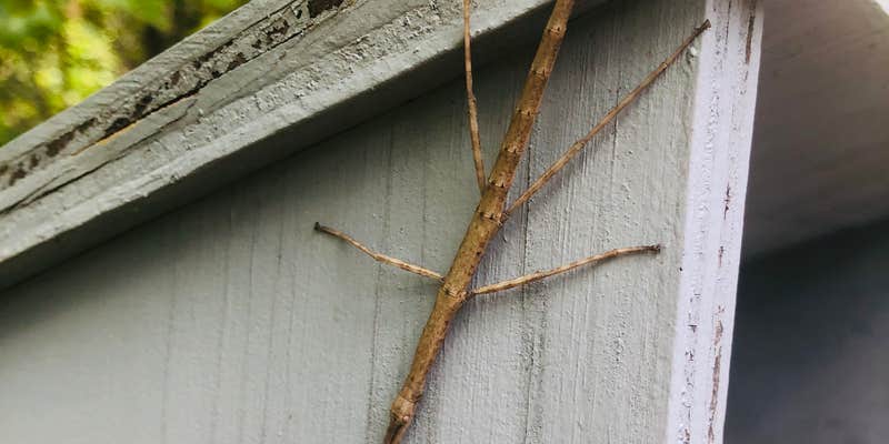 Camper submitted image from Bell Mountain Wilderness Area