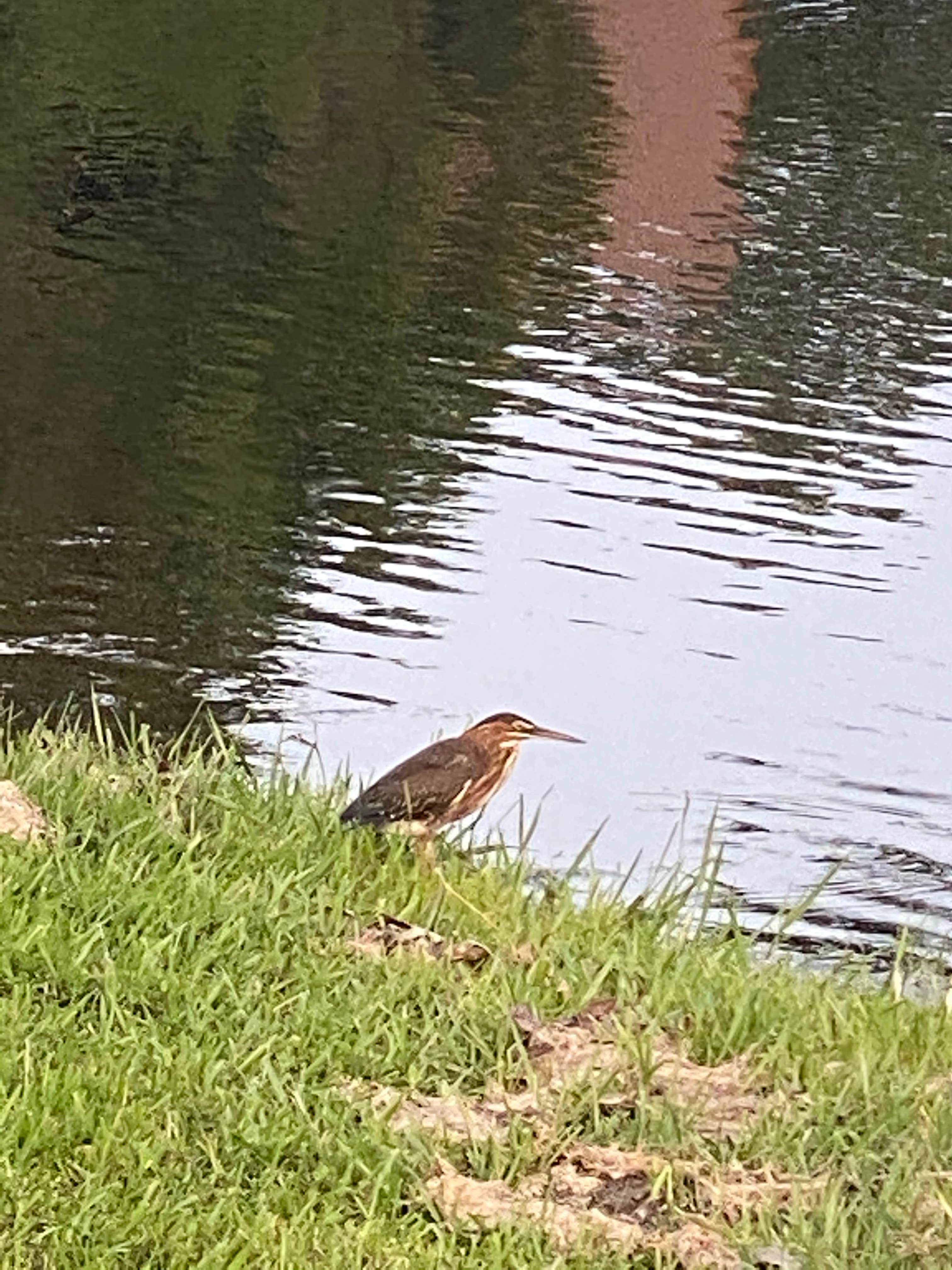 Camper-submitted photo at Mill Creek Ranch RV & Cottage Resort near Wills Point, TX