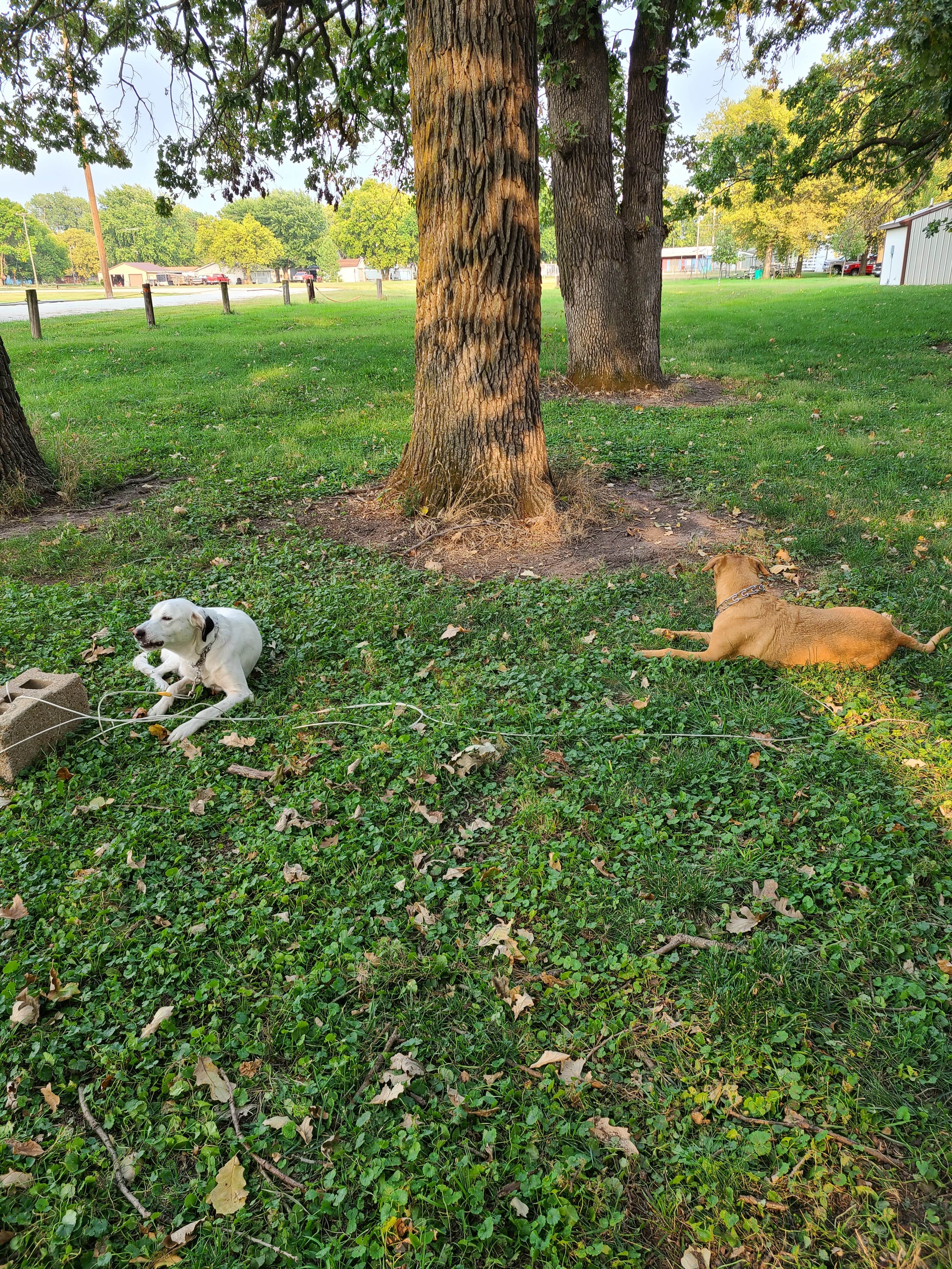 Jon G.'s photo of camping with pets at Harbine Park Campground in Nebraska