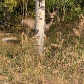 Review photo of Tie City Campground (Wy) — Medicine Bow Routt N Fs & Thunder Basin Ng by Neil T., September 20, 2020