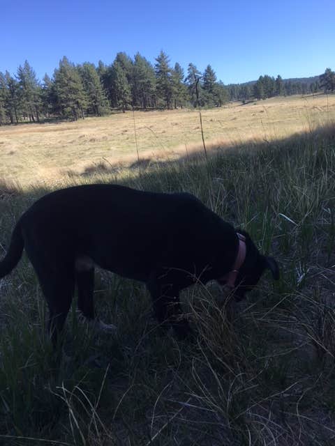 Brittany H.'s photo of camping with pets at El Prado Group - [CLOSED] near Ocotillo Wells, CA