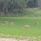 Review photo of Waubonsie State Park Campground by Tony B., September 20, 2020