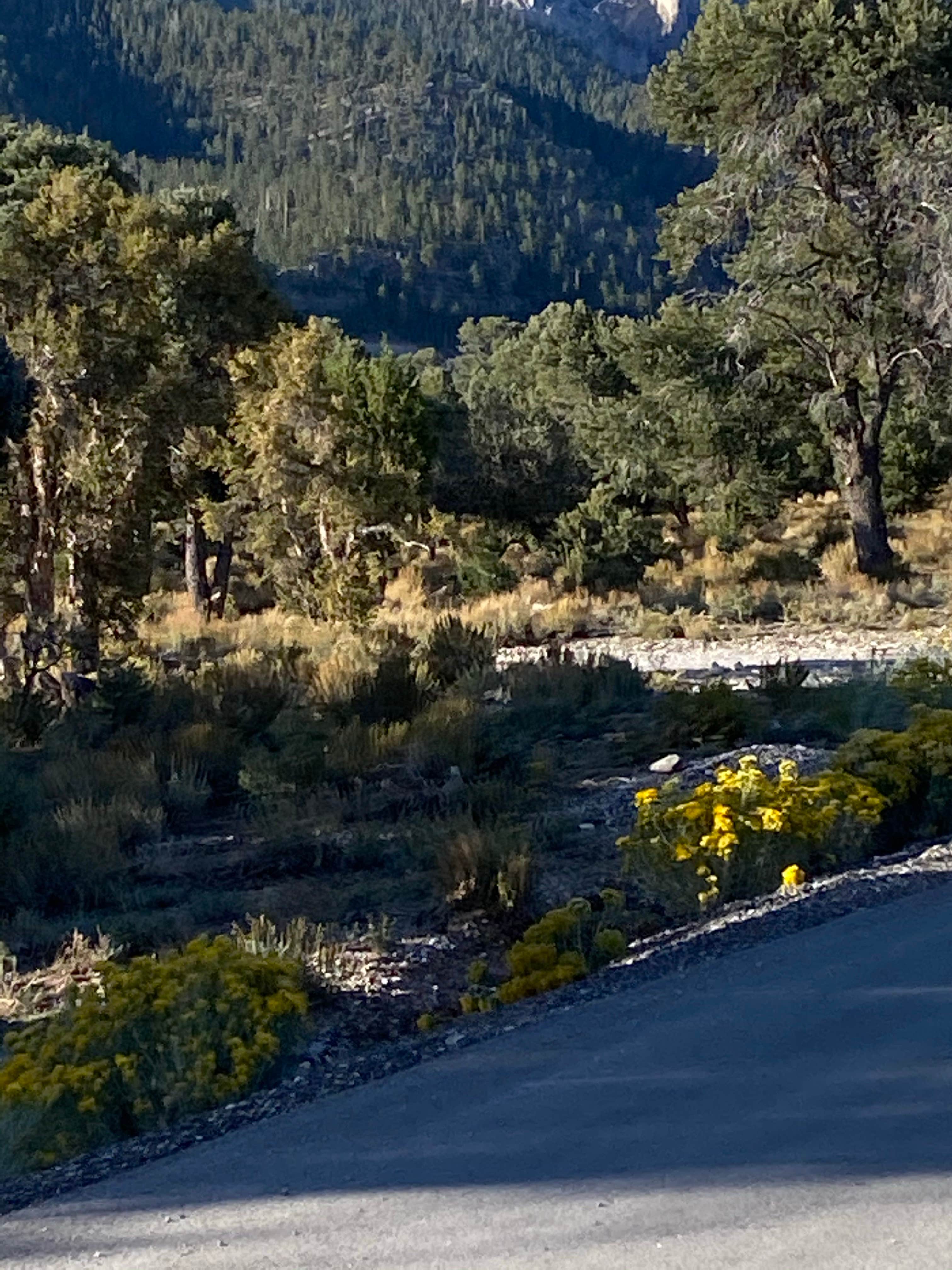 Camper-submitted photo at Blue Tree Group Camp near Indian Springs, NV