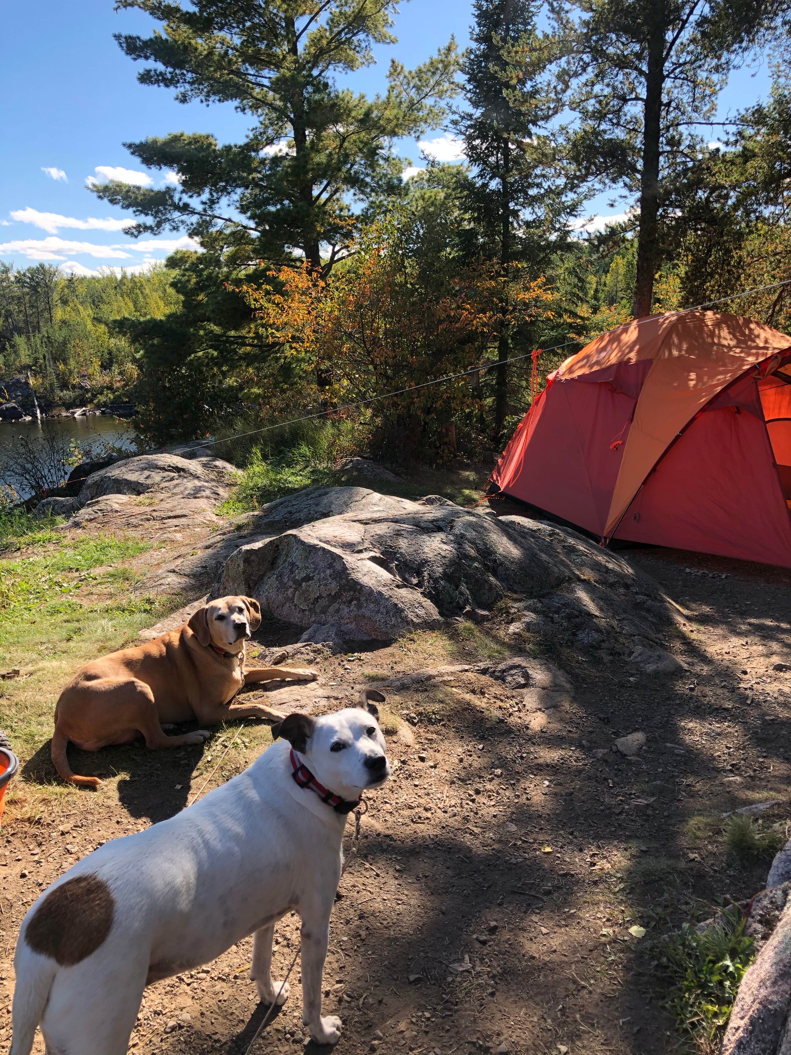 Jennifer H.'s photo of camping with pets at Trail's End Campground near Superior National Forest