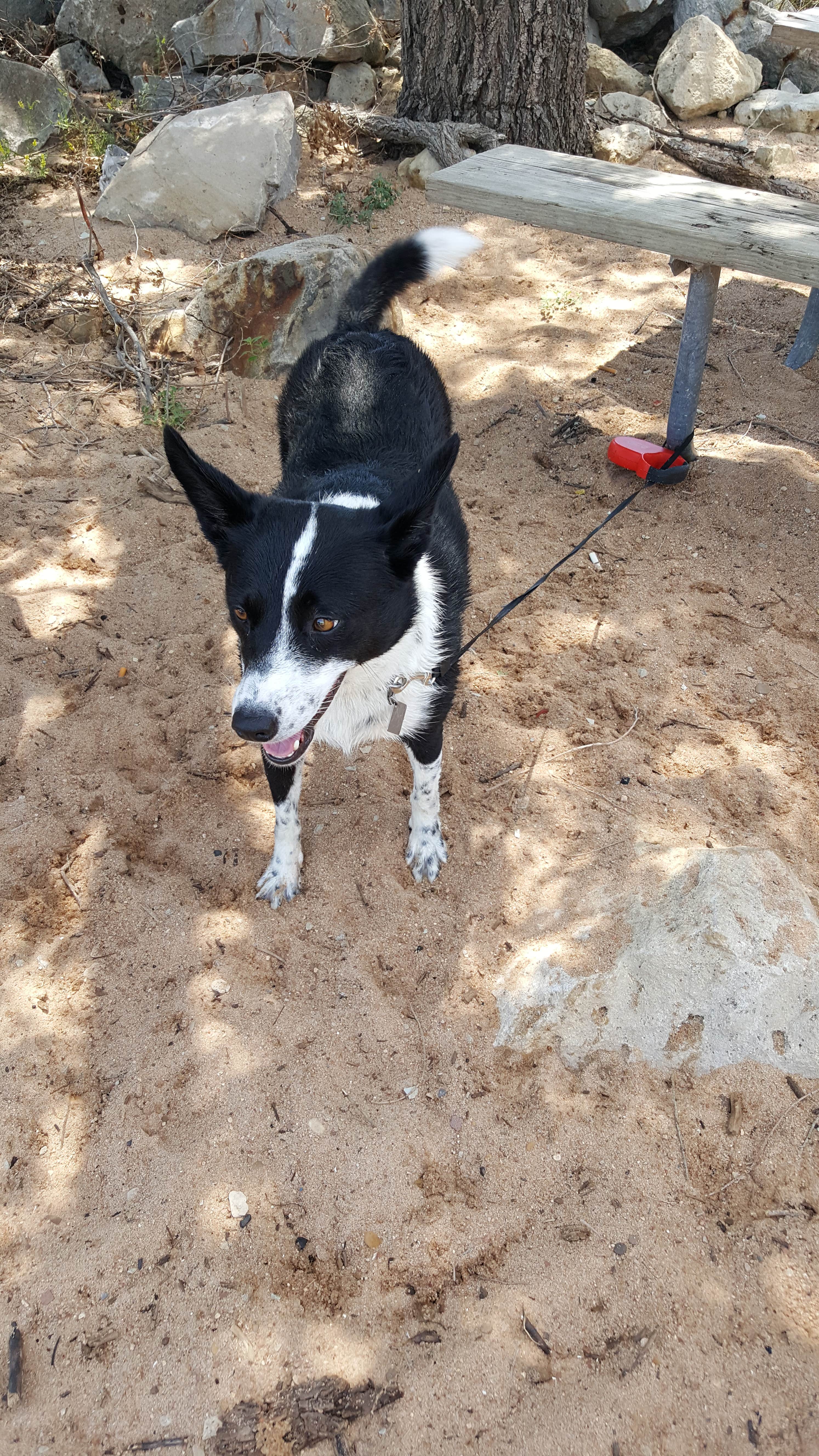 Melissa H.'s photo of camping with pets at West Shore Camping Area — Cheney State Park near Valley Center, KS