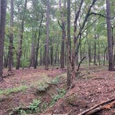 Review photo of Mistletoe State Park Campground by Phil K., September 20, 2020