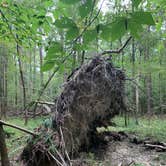 Review photo of Mistletoe State Park Campground by Phil K., September 20, 2020