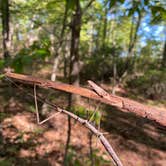 Review photo of Red River Gorge Campground by Wayne H., September 20, 2020