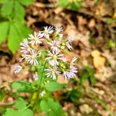 Review photo of Dolliver Memorial State Park Campground by Lori N., September 20, 2020