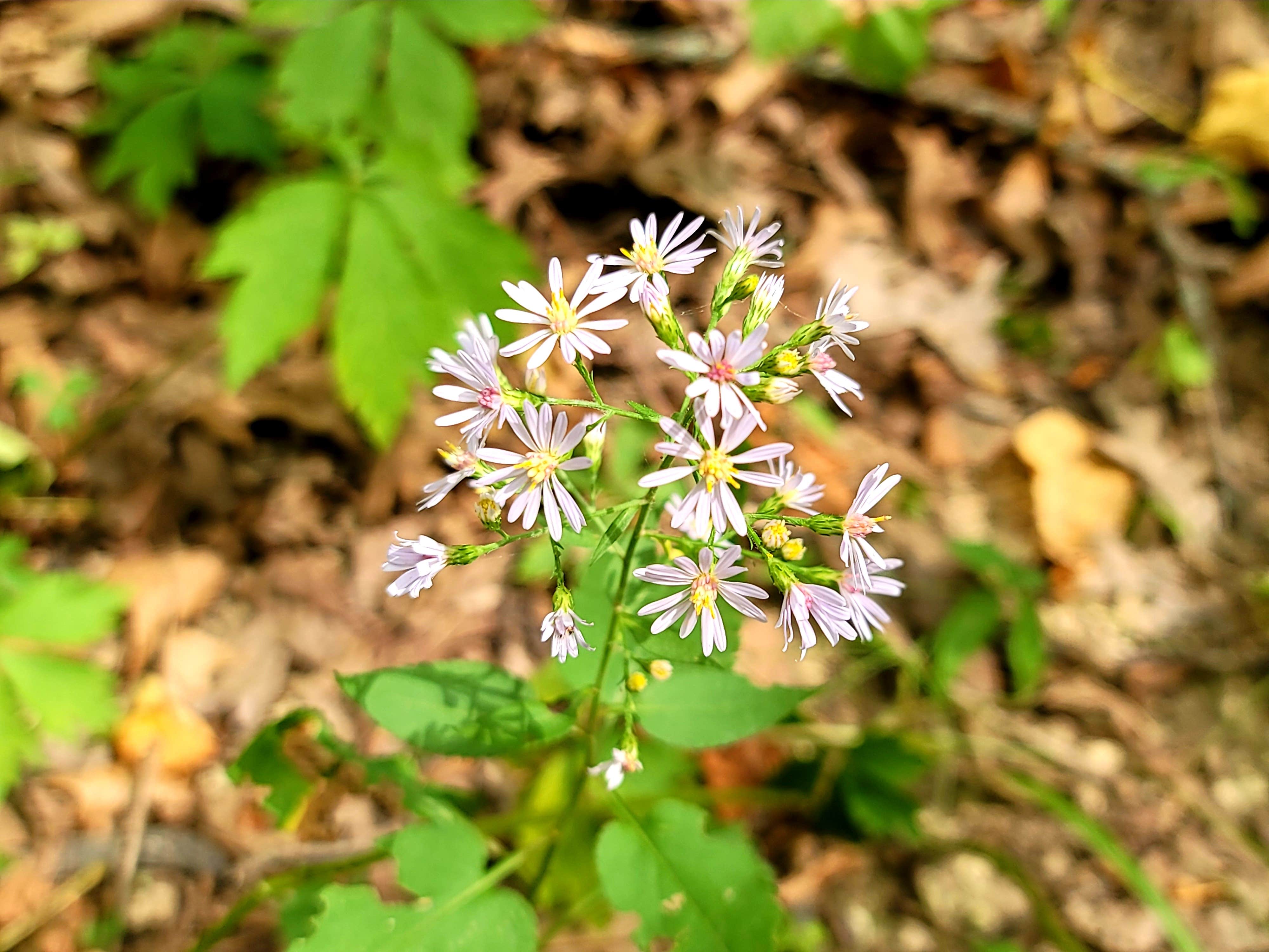 Camper submitted image from Dolliver Memorial State Park Campground - 2