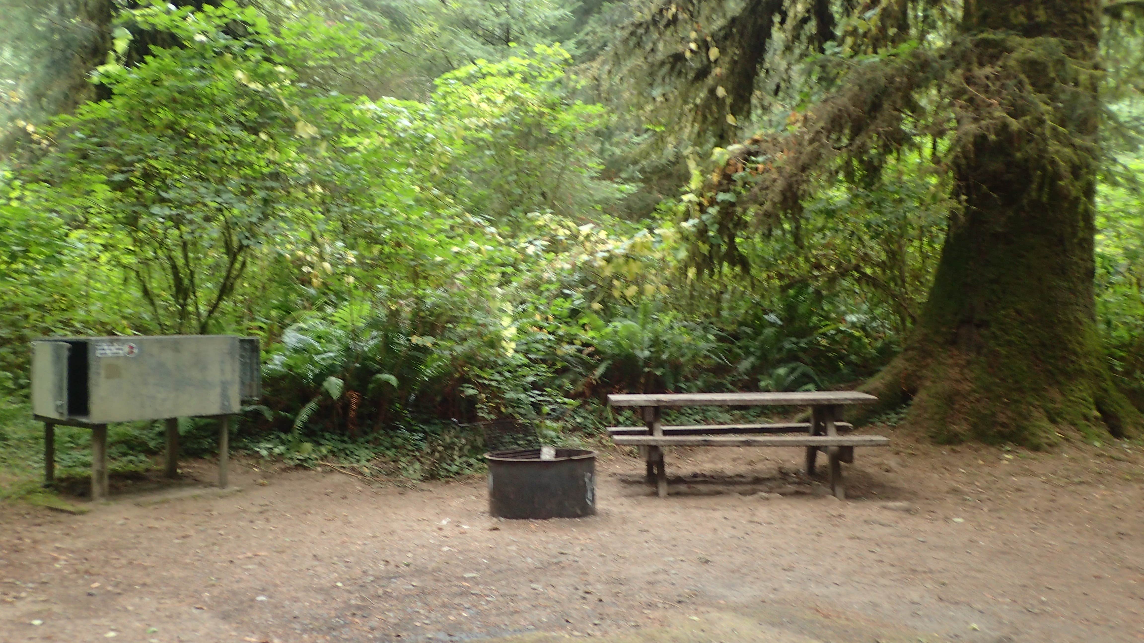 Elk Prairie Campground, Prairie Creek Redwoods The Dyrt