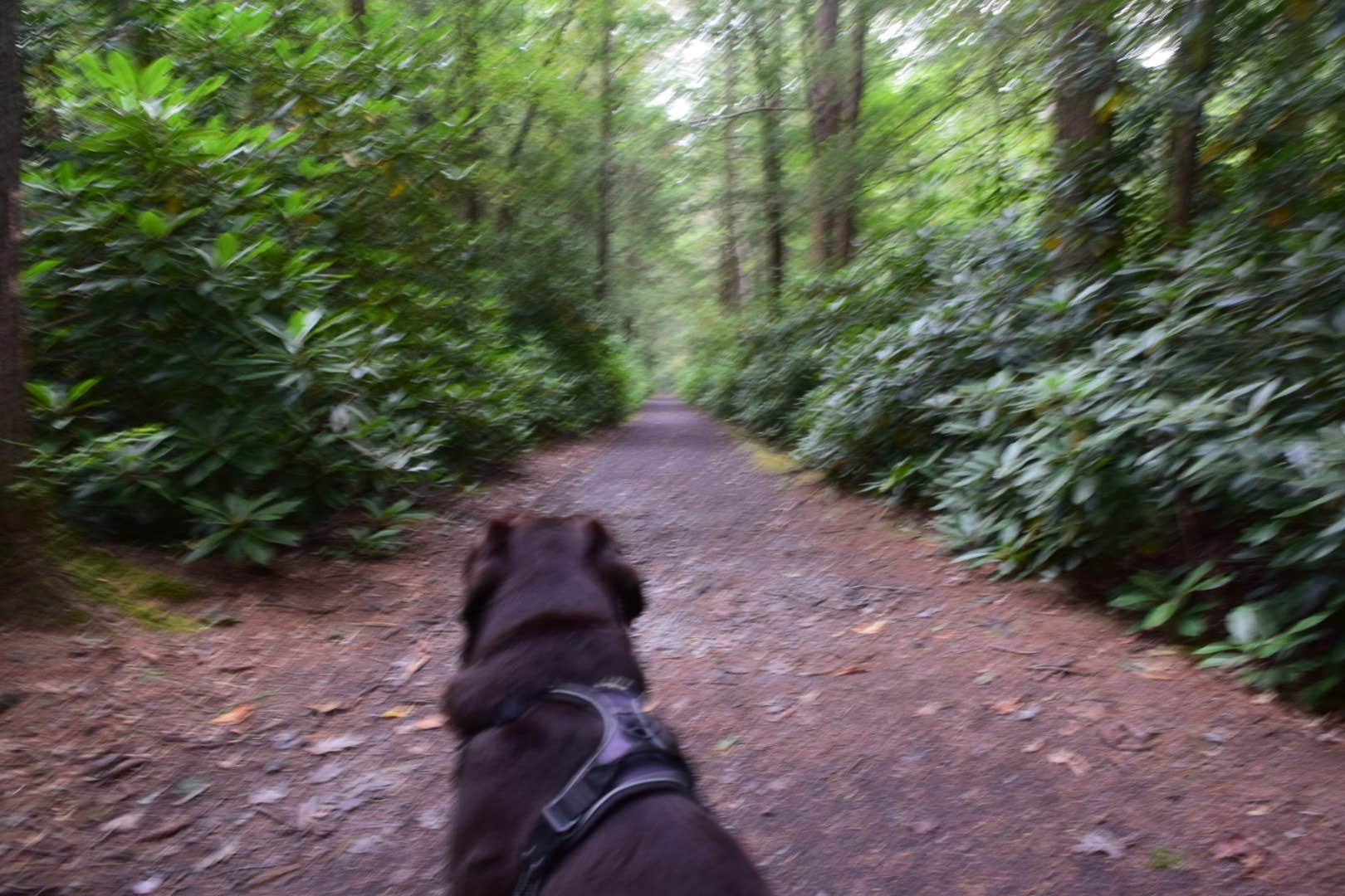 Angela's photo of camping with pets at Jim Thorpe Camping Resort near Andreas, PA
