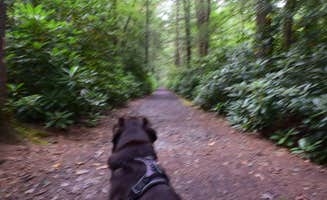 Angela's photo of camping with pets at Jim Thorpe Camping Resort in Pennsylvania