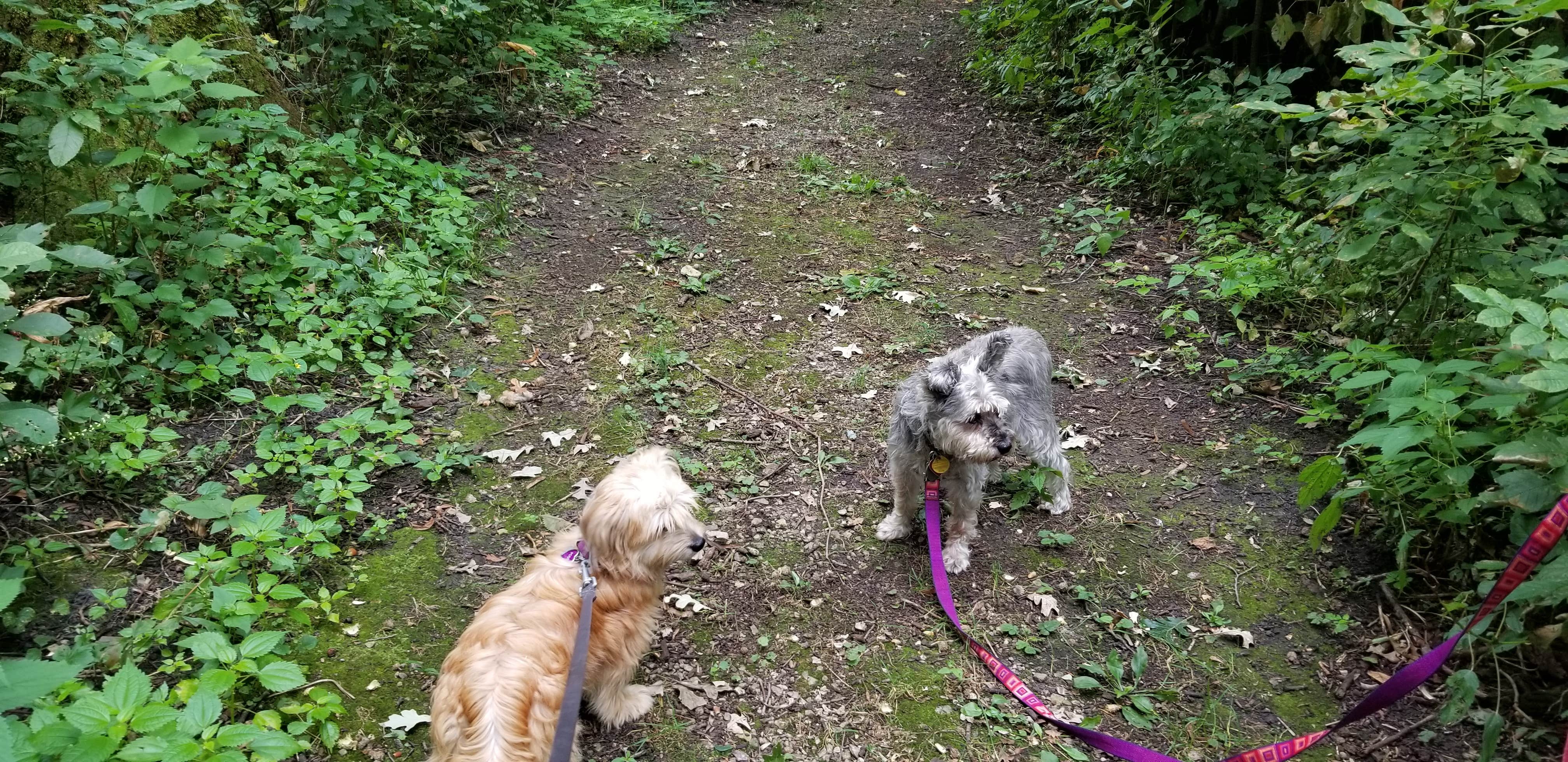 Lori N.'s photo of camping with pets at McIntosh Woods State Park Campground near Osage, IA