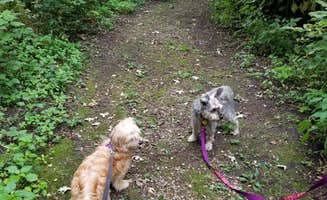 Lori N.'s photo of camping with pets at McIntosh Woods State Park Campground near Britt, IA