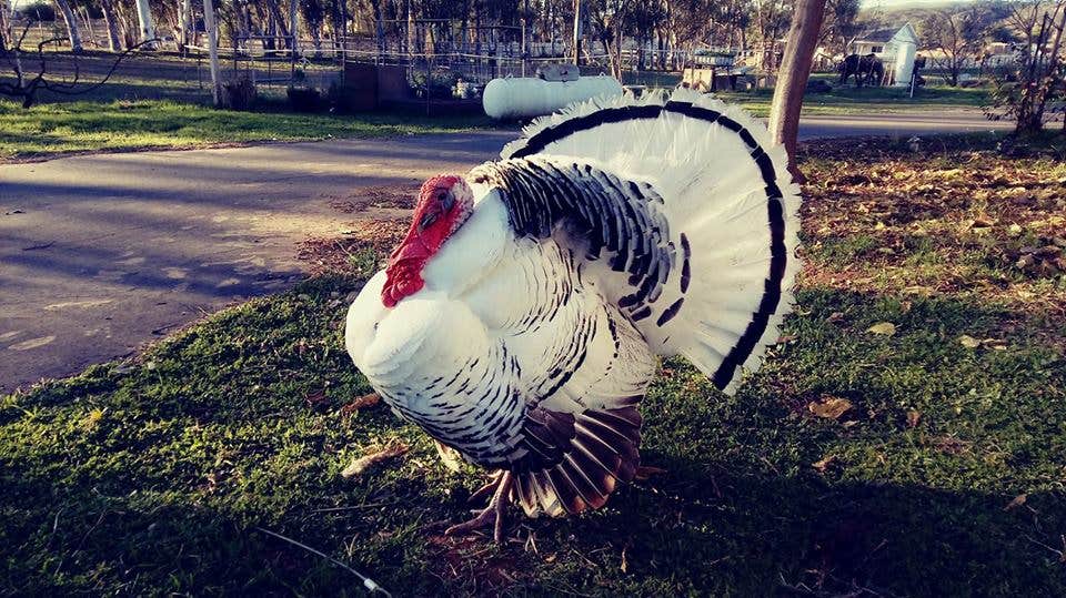 Camper-submitted photo at The Eyrie Farm near Julian, CA