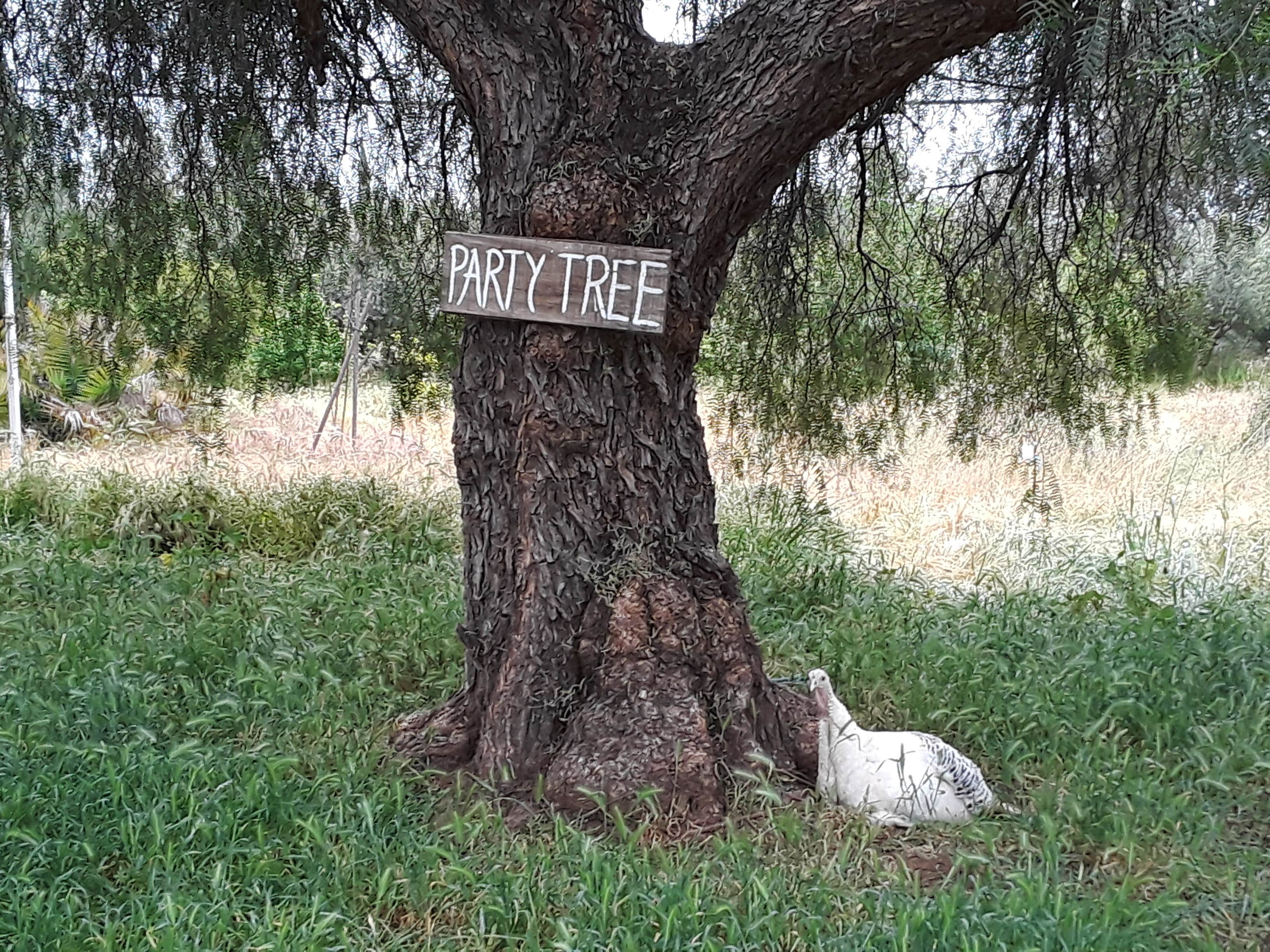 Camper-submitted photo at The Eyrie Farm near Julian, CA