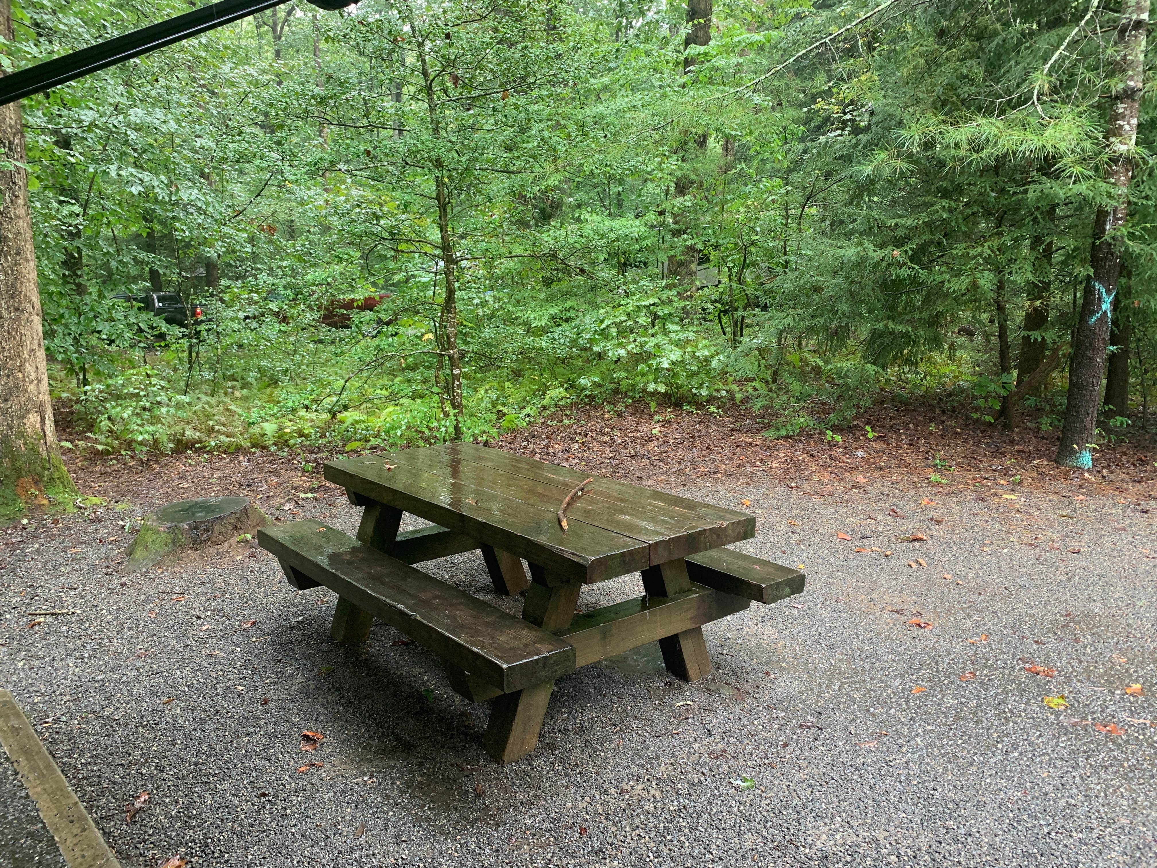 Camper submitted image from Pisgah National Forest Davidson River Campground - 2