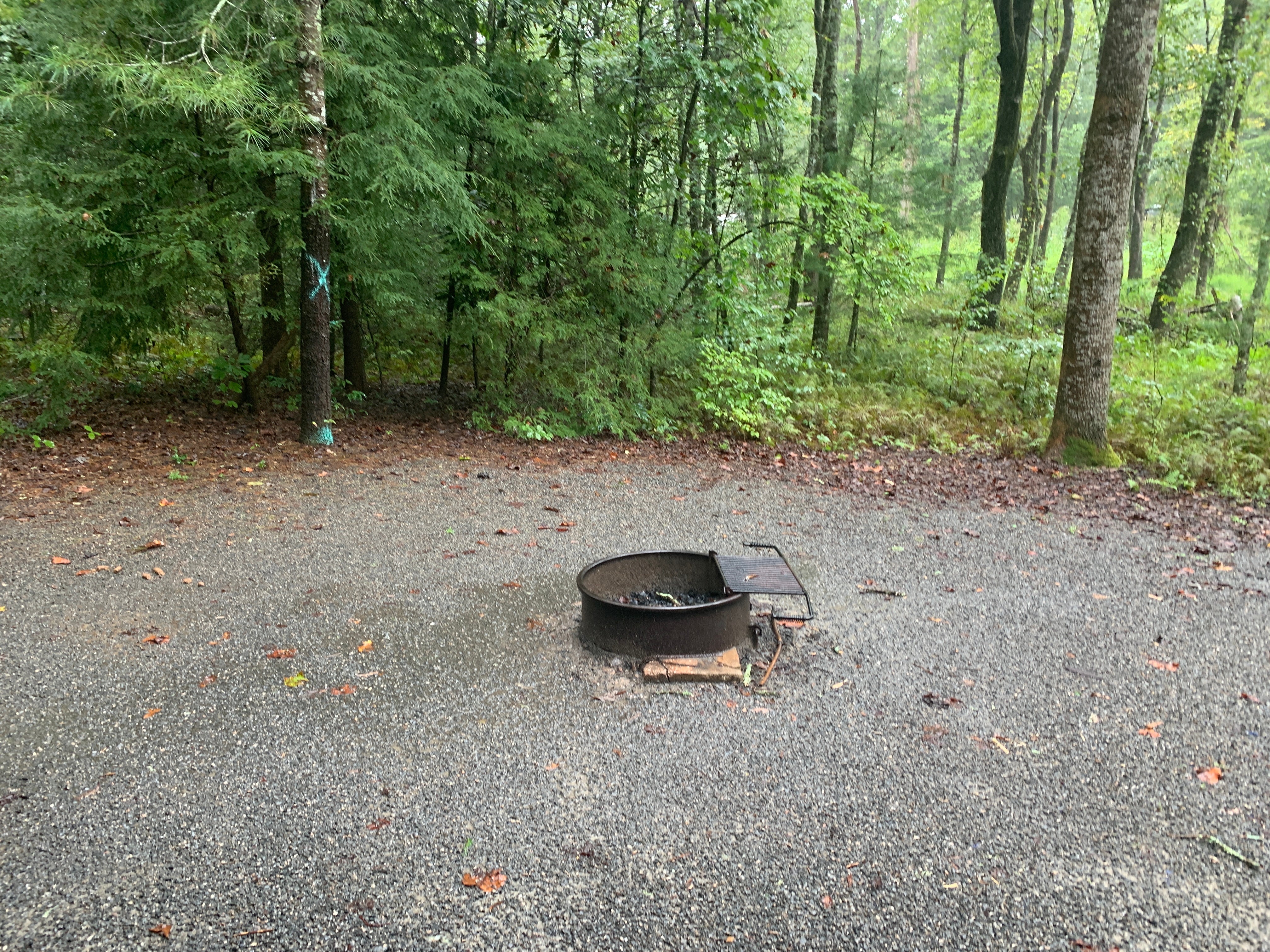Camper submitted image from Pisgah National Forest Davidson River Campground - 5