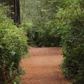 Review photo of Elk Prairie Campground — Prairie Creek Redwoods State Park by MarinMaverick , September 20, 2020