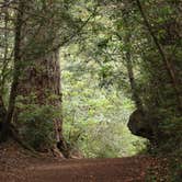 Review photo of Elk Prairie Campground — Prairie Creek Redwoods State Park by MarinMaverick , September 20, 2020