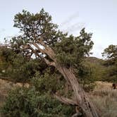 Review photo of Pinon Flats Campground — Great Sand Dunes National Park by Daniel , September 21, 2020
