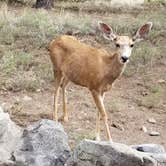 Review photo of Pinon Flats Campground — Great Sand Dunes National Park by Daniel , September 21, 2020